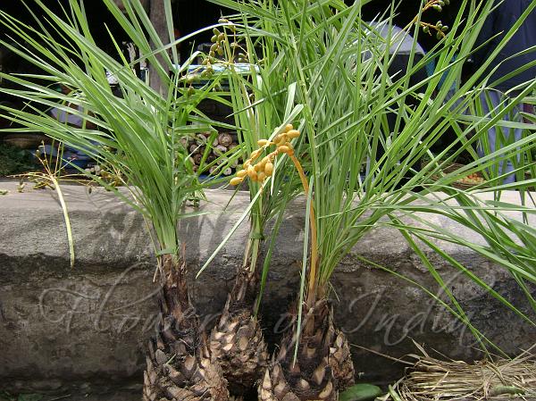 Dwarf Date Palm